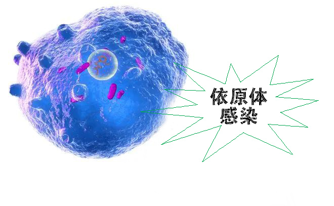 怎么不知不覺就感染了沙眼依原體呢？